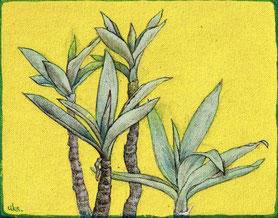 concinna plant