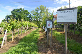 Visiter un domaine viticole bio dans le Gers, en Occitanie, à 20 minutes de Lassenat éco-maison d'Hôtes en Gascogne, chambre d'Hôtes de charme, table d'hôtes gourmande, bio et locavore, destination campagne, écotourisme et slowtourisme.