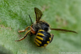 Apollofalter