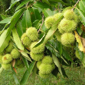 Châtaigner - Castanea vesca