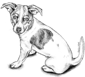 Jack Russell Terrier Amy macht Sitz.