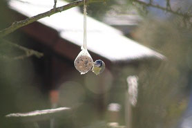 Blaumeise am Futterball