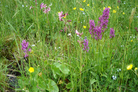 Orchideenwiese Eigenzeller Heide