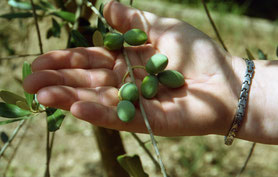 Unsere Oliven in Lido Silvana