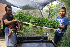 Residents can harvest fresh leaf vegetables in semi arid area by simple hydroponic cultivation