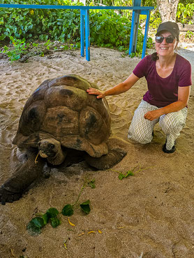 schildkröte, seychellen, kreuzfahrt, segelreise, praslin, cousin island, inselhopping, natur