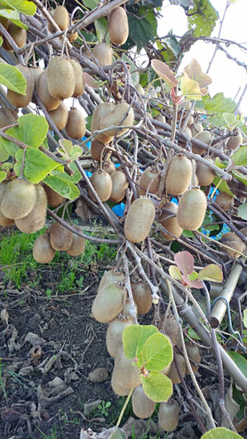 ミモレ農園 農薬不使用 ひめ冬瓜