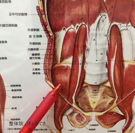 腸腰筋は腰痛や骨盤矯正で重要な筋肉です