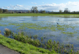 Hochwasser in Rüppurrer Salmenwiesen; Foto: C. Buchta