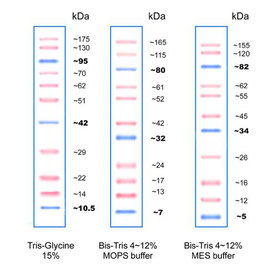 prestained protein leiter