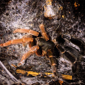 Juveniles Tier von Lyrognathus giannisposatoi