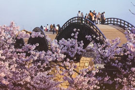 錦帯橋の桜