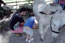 visite avec des enfants en Limousin : découverte de l'âne en famille