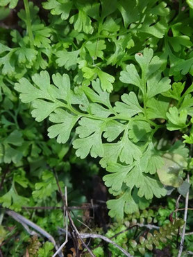 Anogramma leptophylla, Provence (photo Ugo)
