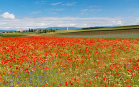 © Landwirtschaft.ch / Alain Winterberger