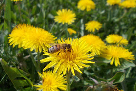 Foto - Honigbiene auf Löwenzahnblüte