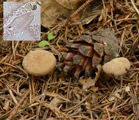 Bild: Bittere Kiefern-Zapfenrübling (Strobilurus tenacellus)