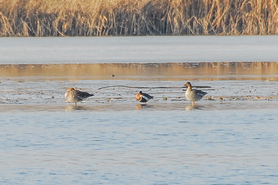 Rothalsgans zwischen Tundrasaatgänsen am Unteren Inn (© F. Marchner)