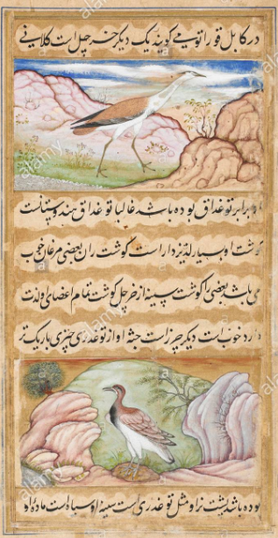 crane_painting_mughal_miniature_painter_s_blog