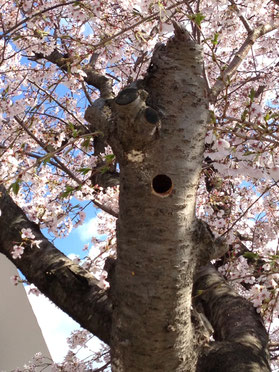 桜の木へようこそ