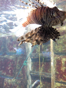 Der giftige exotische Feuerfisch in ganzer Pracht im Kieler Aquarium.