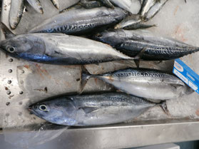 Bonito,Fisch,Peixe,Fish,Martins-Kulinarium,Carvoeiro,Algarve,Portugal