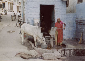 Jodphur-blauwe-stad-waterpomp-heilige-koe-India