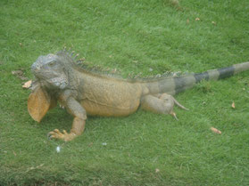 Guayaquil-leguaan-park-gras-Ecuador