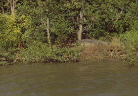 Cape-Tribulation-Australië-Forest-National-Park-Daintree