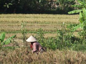 Mai-Chau-rijstveld-akkerbouw-landelijk-Vietnam