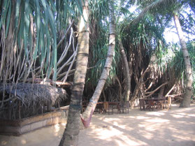 Mount-Lavinia-Hotel-Jungle-strand-cafe-terras-restaurant-Sri-Lanka