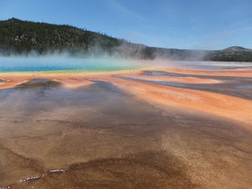 Yellowstone-natuurpark-nationaal-park-beer-Verenigde-Staten