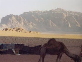 Wadi-Rum-ezel-rode-woestijn-zand-Jordanië