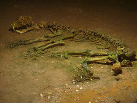 Chiscau-skelet-beenderen-beer-grot-tunnel-Roemenië