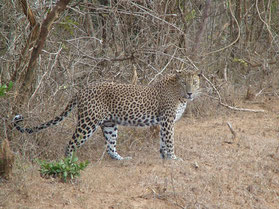 Yala-nationaal-park-jachtluipaard-cheetah-Sri-Lanka