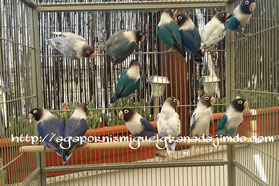 personatus blue, pied dominant, cobalt, violet, azul violeta sf y df,personata arlequine,arlequines,azul,violetas df y sf, aviario miguel granada