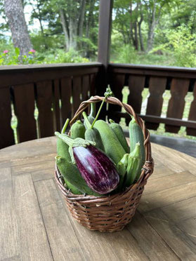 Wasserの森で収穫した野菜