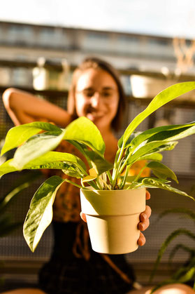 Pflanzen Haul — Mit nur einem Einkauf zu einer grünen Wohnung RiekesBlog.com