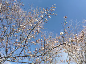 桜の花が咲き始めました