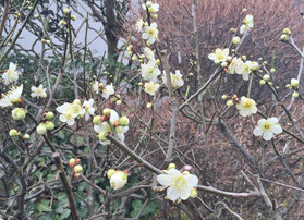 梅の花