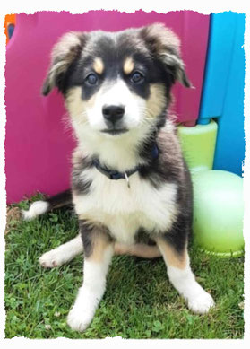 Chiot Border Collie à l'école pour chiots à Dax