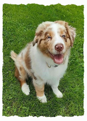 Chiot Berger Australien à l'école pour chiots à Dax