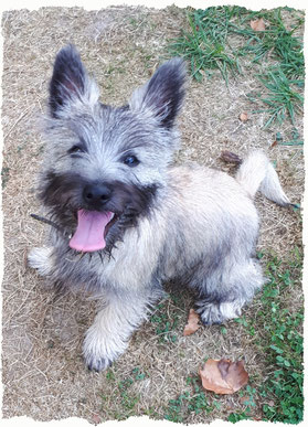 Chiot Cairn Terrier à l'école pour chiots à Dax