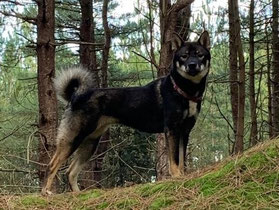  Shikoku 四国犬, dutch shikoku breeder