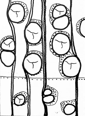 Abb. 16: Laurinoxylon litseoides.