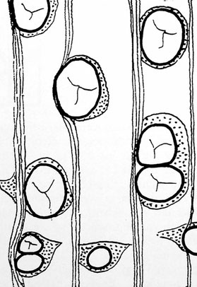 Abb. 17: Laurinoxylon sp.