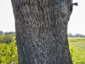 Quercus robur (Stiel-Eiche), Rinde; Aham, Vilstal. (Photo: A.M. Heyng, 19. September 2024)