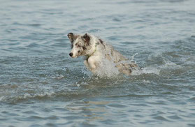 Minx hatte Spass am Meer ...