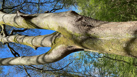 Arbre tryskel
