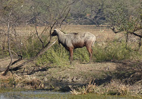 Rundreise Nordindien mit Safari 2 Wochen